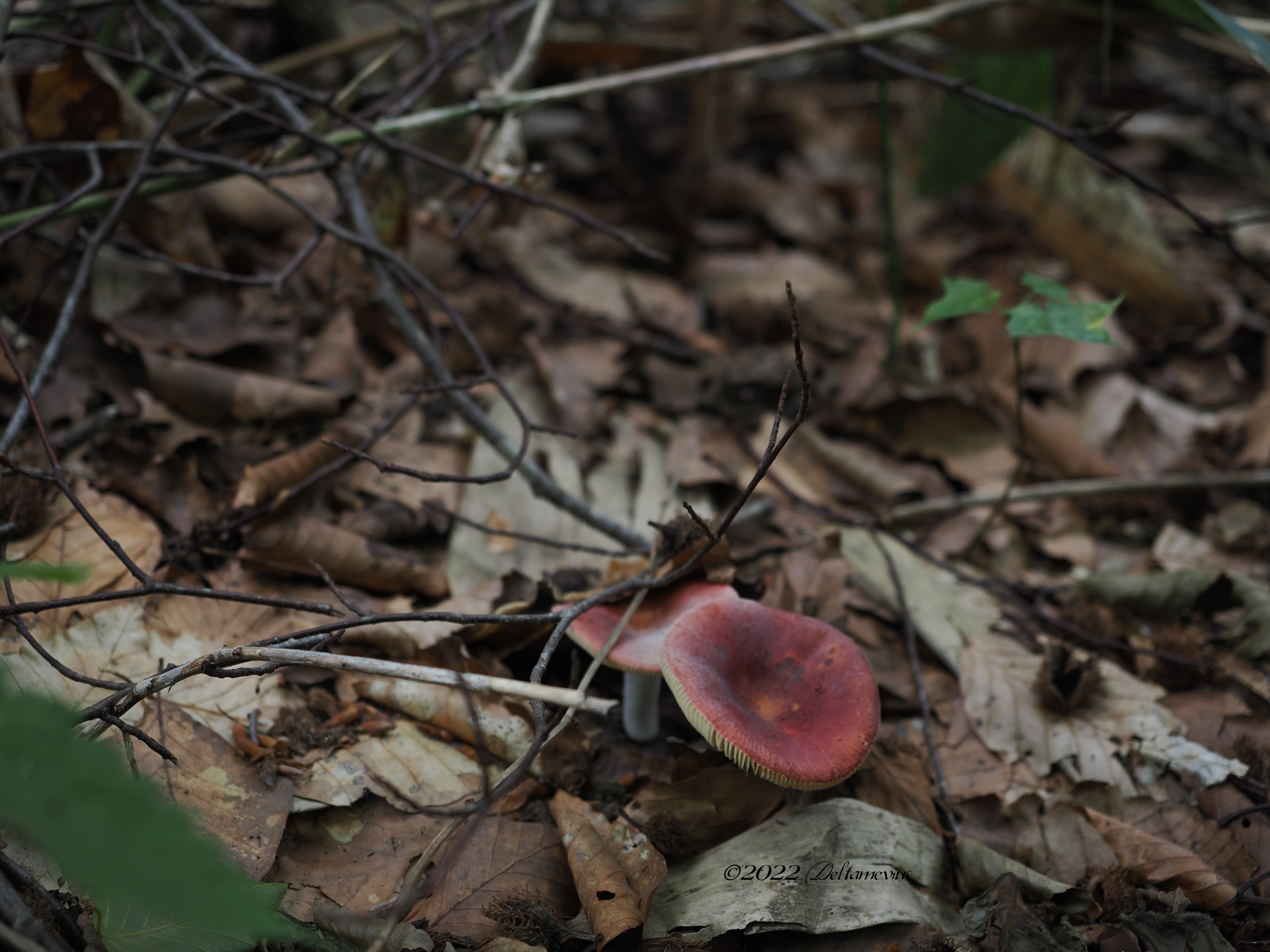 Mushrooms（きのこ） | Music & Nature WORLD