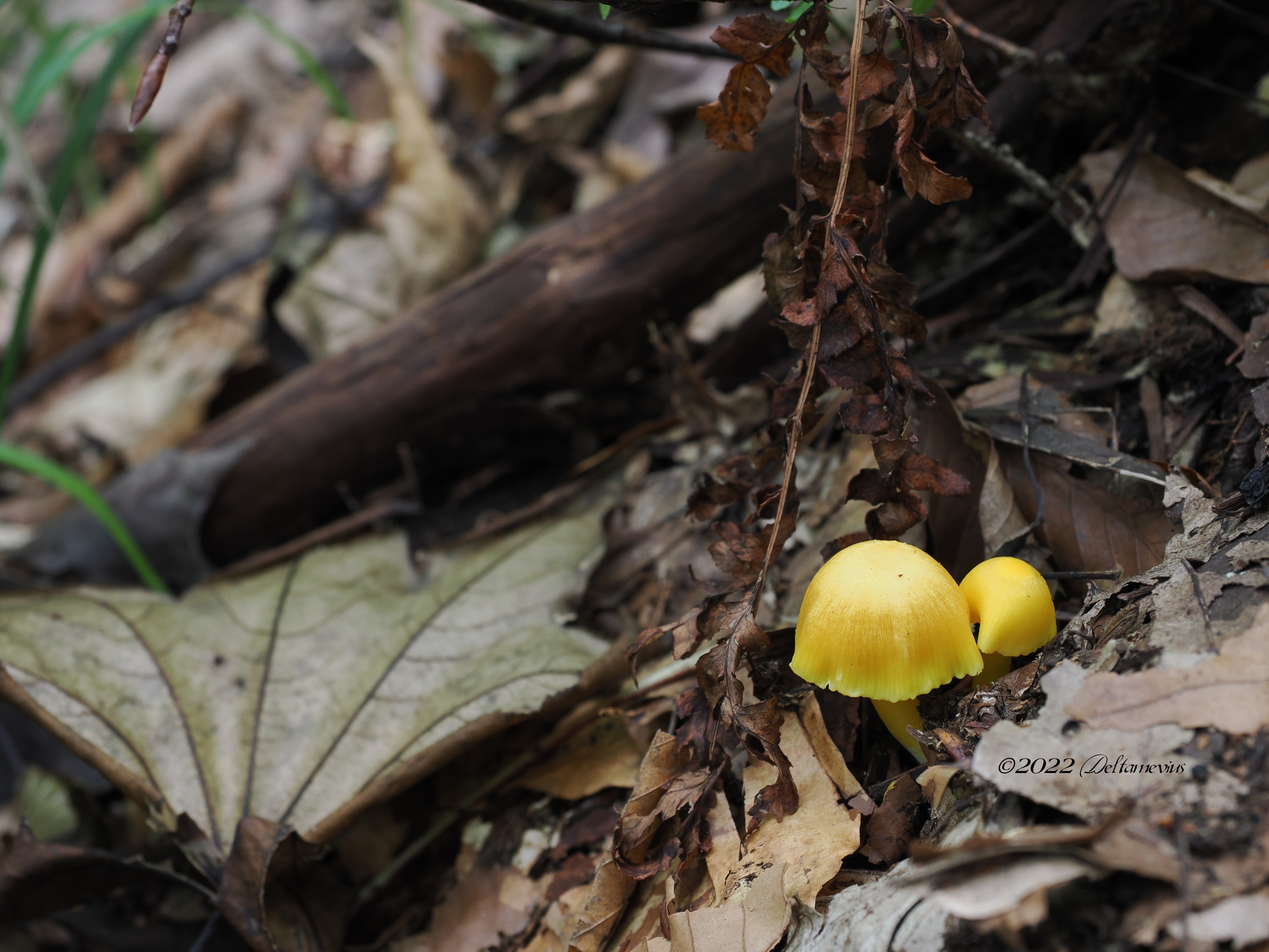 Mushrooms（きのこ） | Music & Nature WORLD